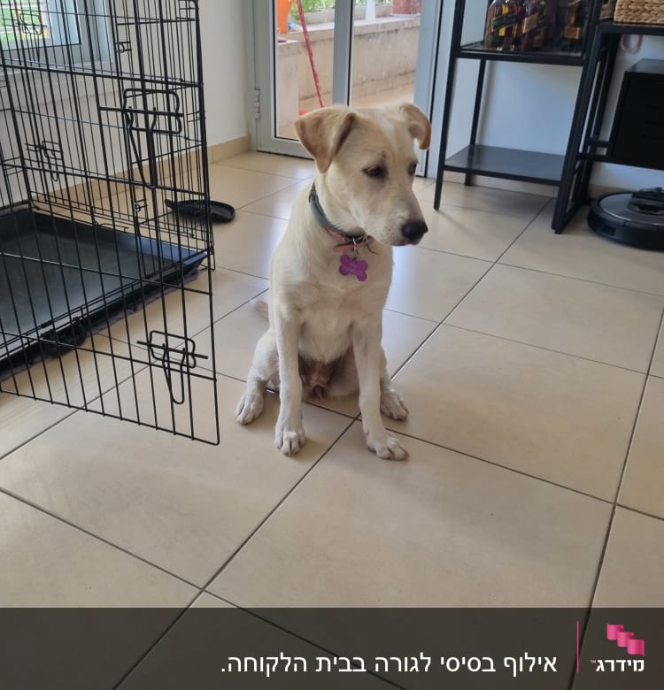 כלב יושב ליד כלוב פתוח על רצפה